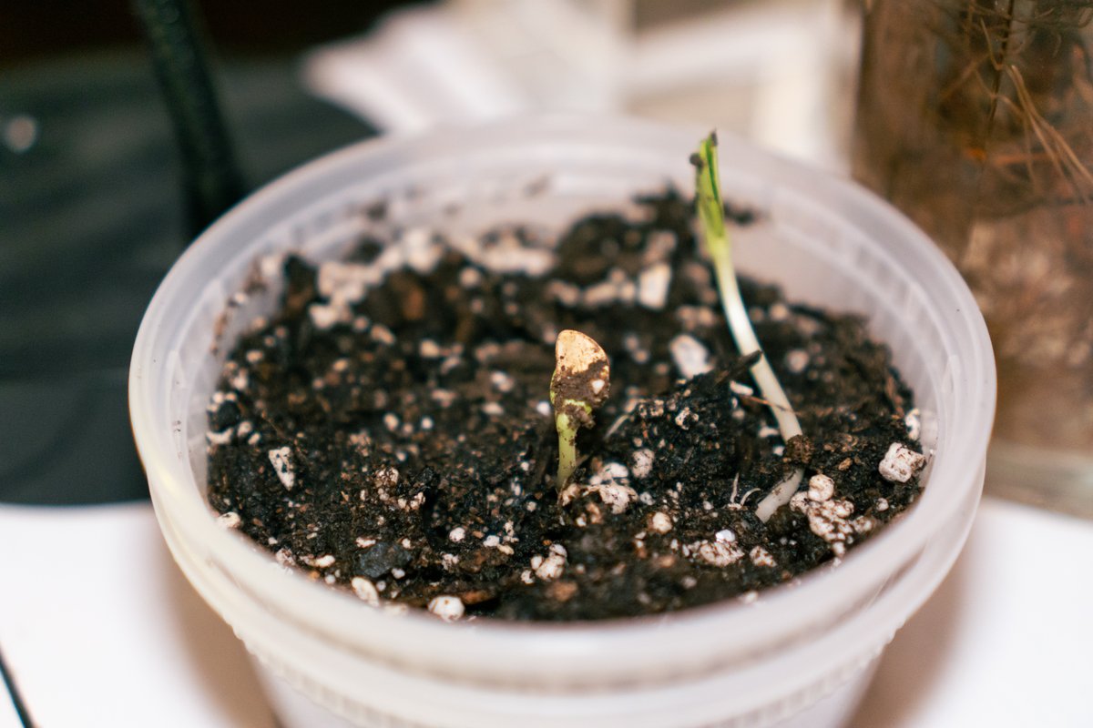 two small seedlings in soil