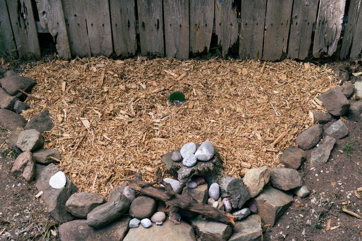 a circle of rocks surrounding a mulched area with a tiny cactus