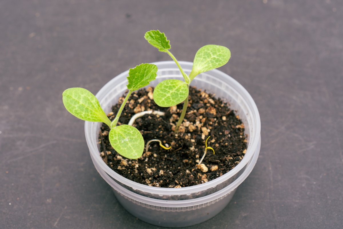 the mystery sprouts with a new leaf growing on them