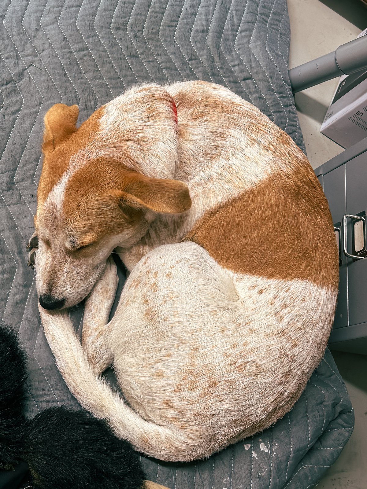 thor the dog sleeping curled up in a ball