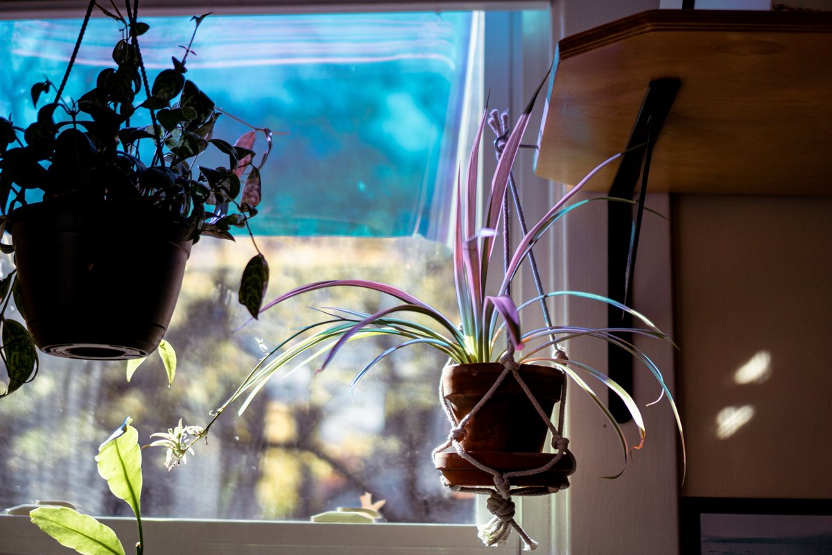 some hanging plants and dichroic film on the window