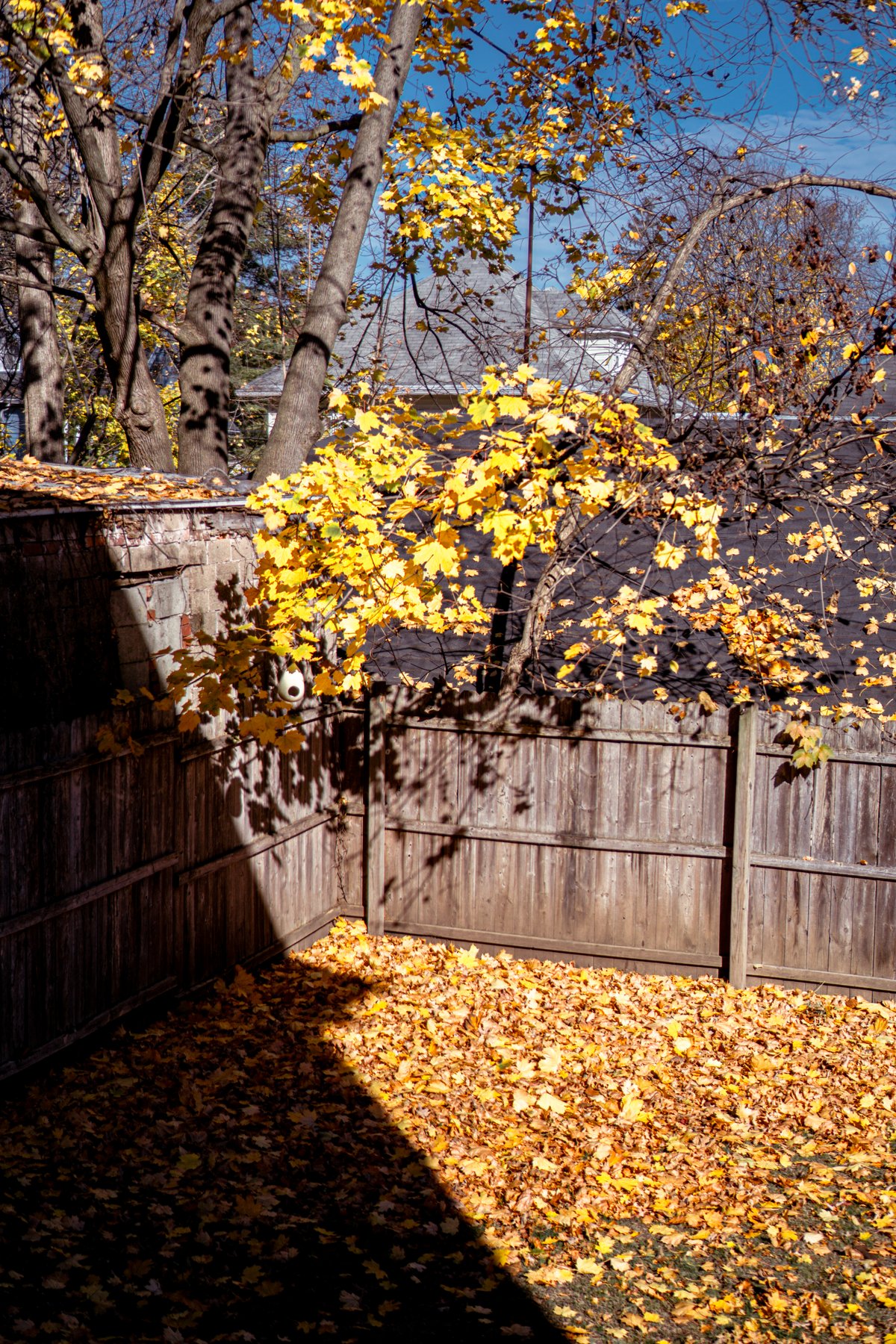 autumn leaves fallen in my backyard