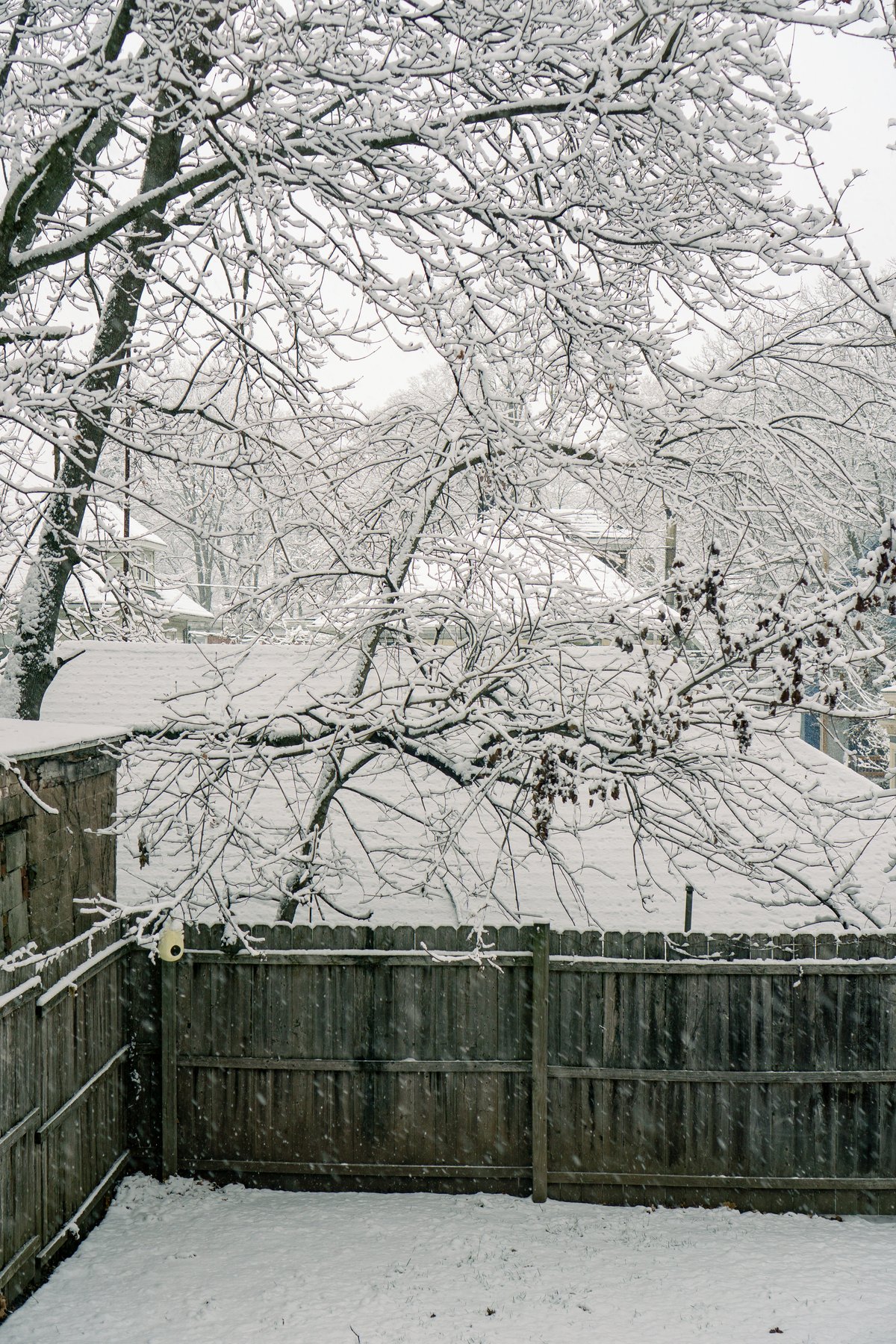 a snowy backyard with a snow covered tree and fence