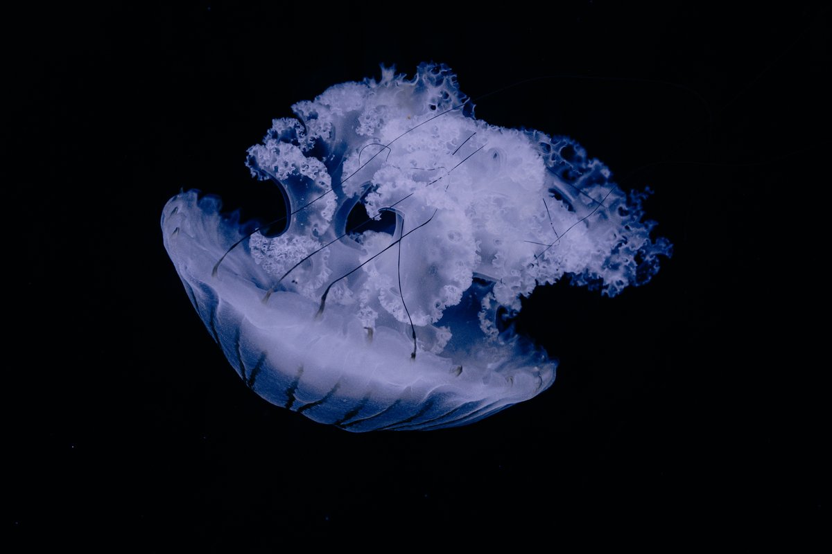 jellyfish seeming to hover in darkness
