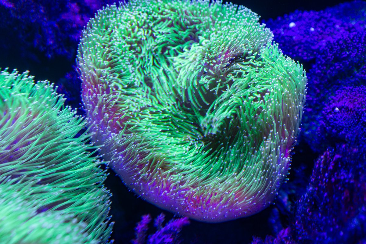 an anemone undulating its tendrils