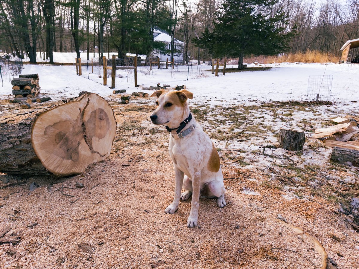 a dog sitting next to a big log looking slightly majestic