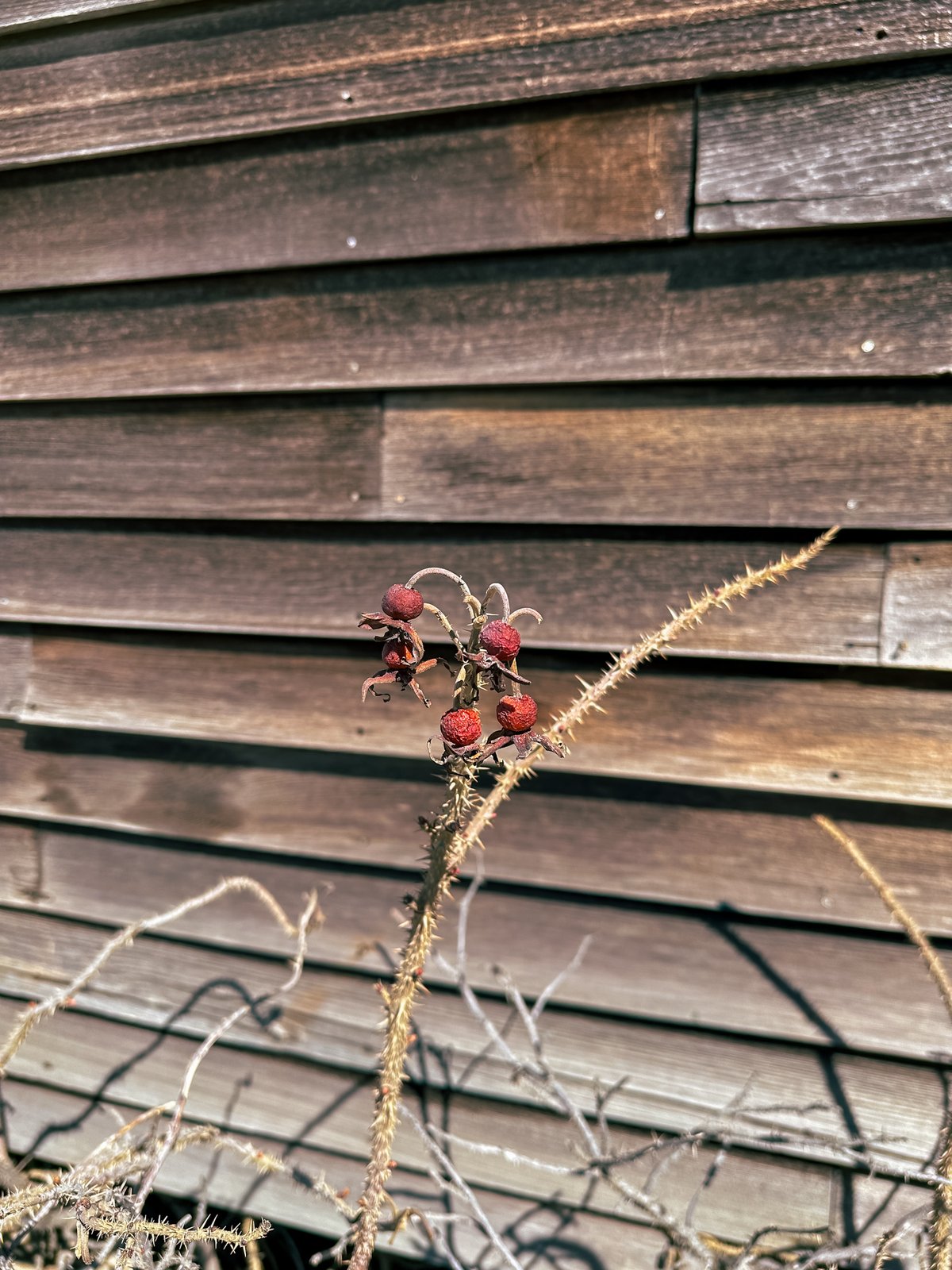 wrinkly red rose hips on a dried thorny branch