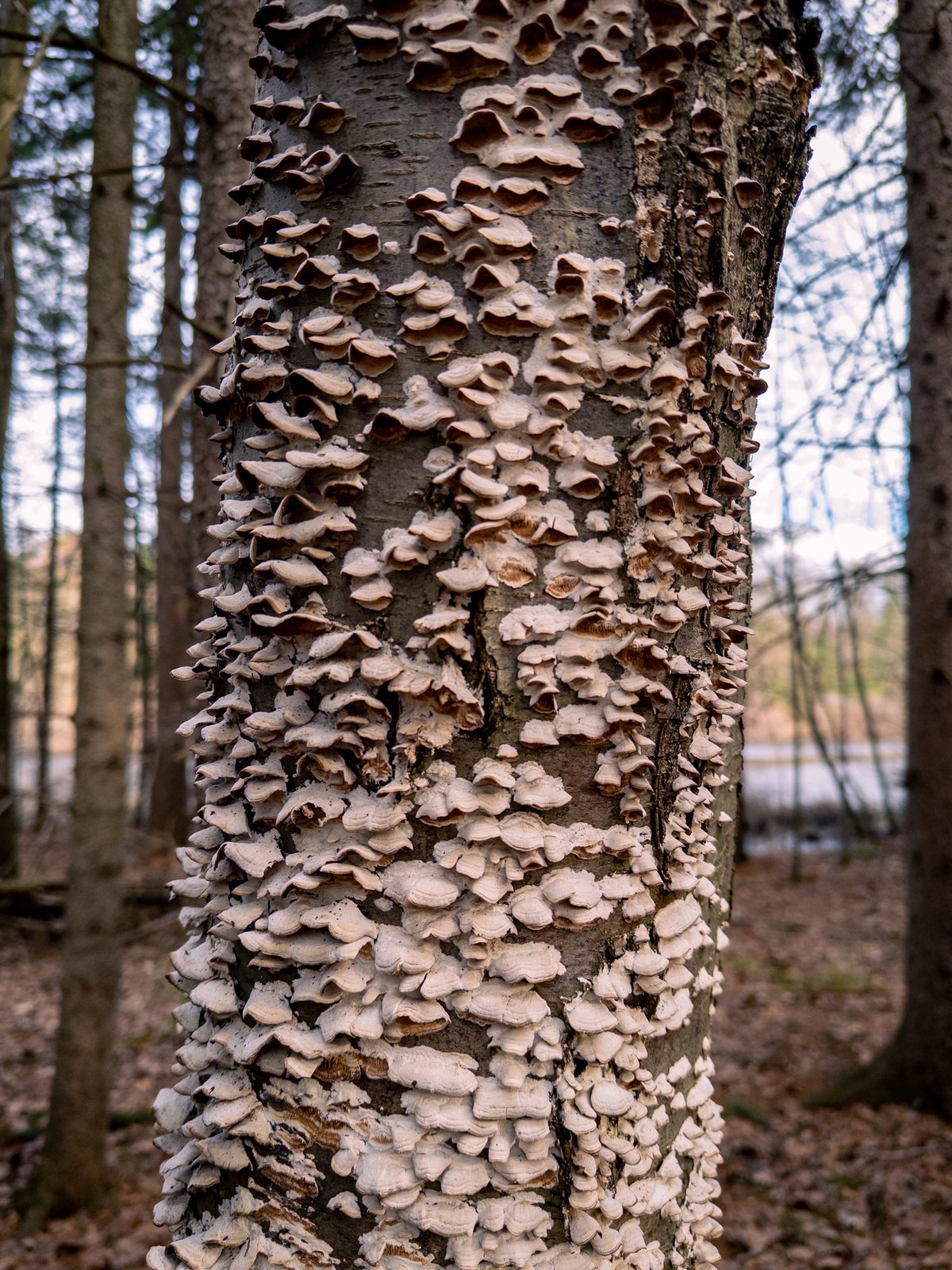 mushrooms growing on a tree trunk