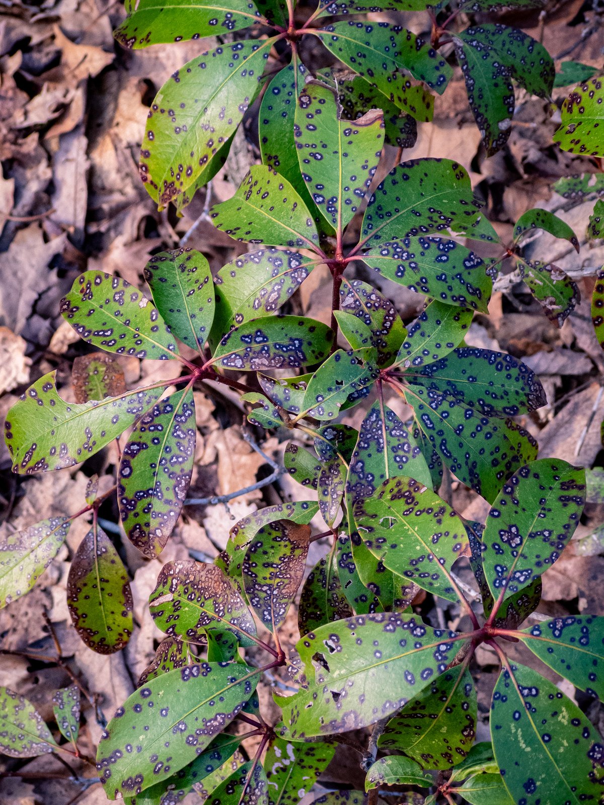 leaves of mountain laurel with a fungal disease