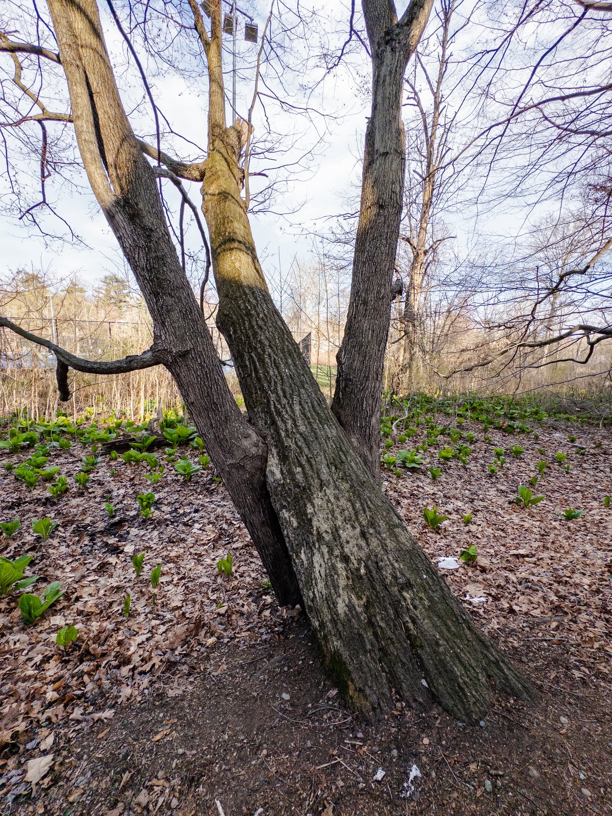 a tree growing sandwiched between two trunks of another tree