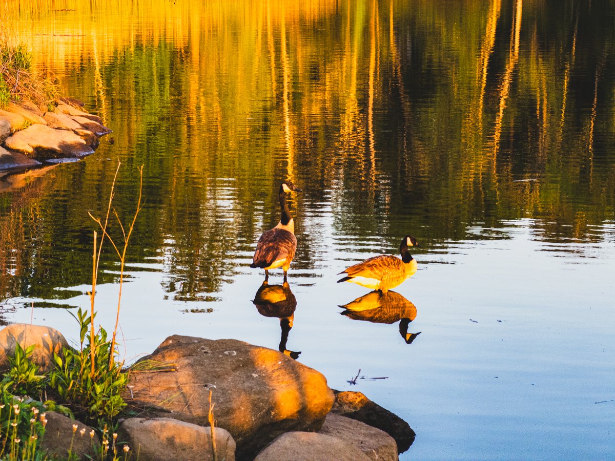 geese at golden hour