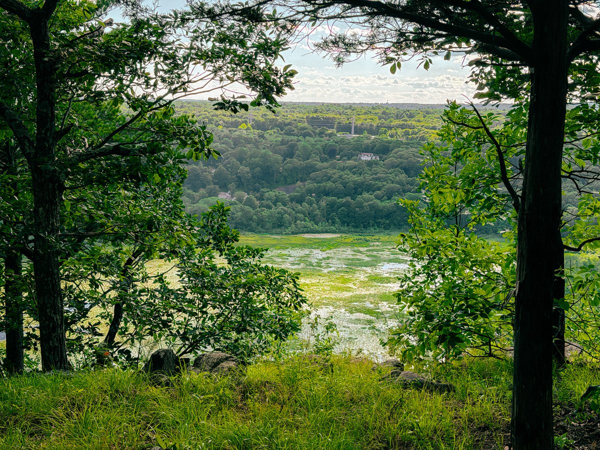 very green landscape of trees and a marsh