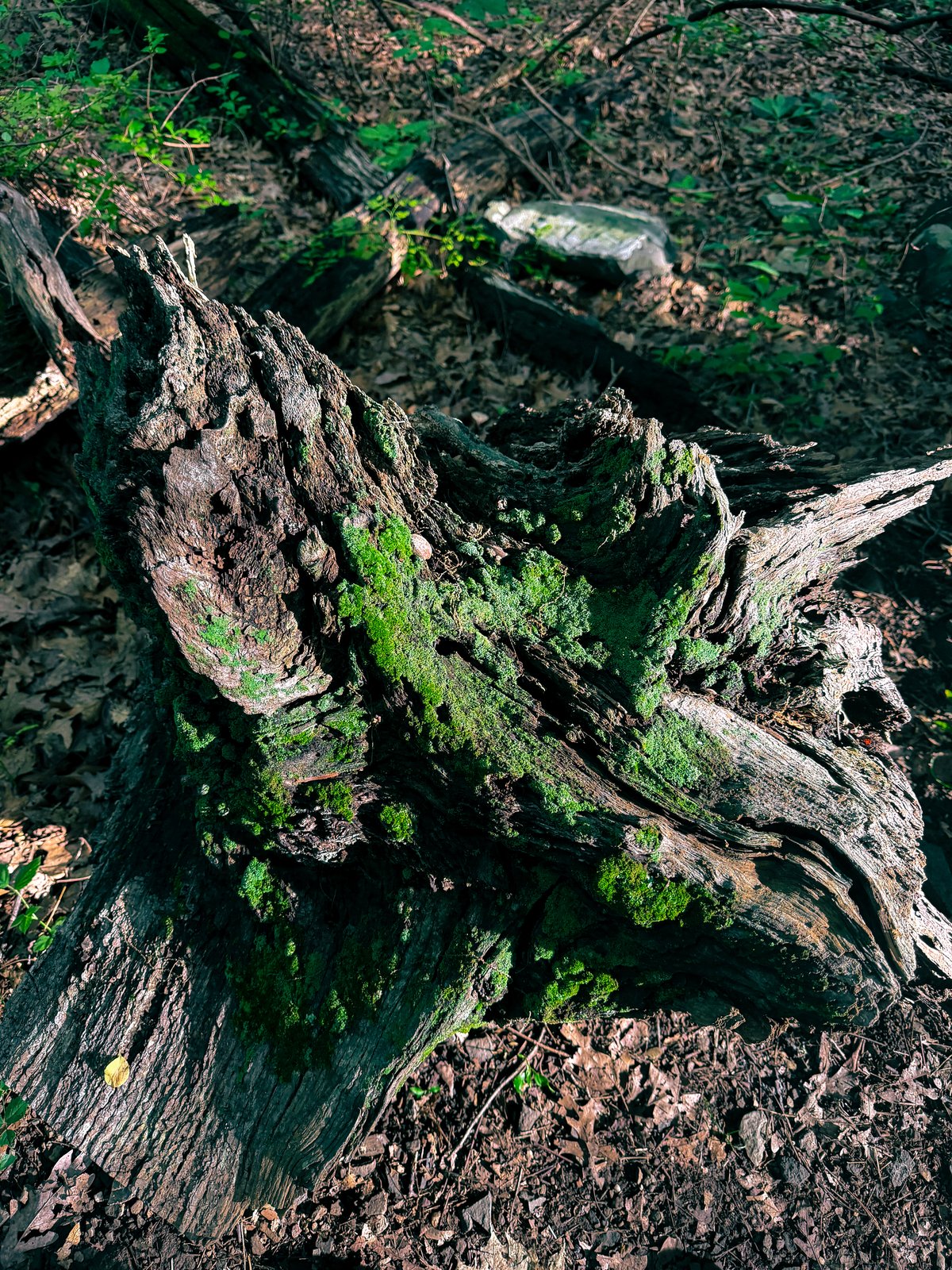 mossy stump