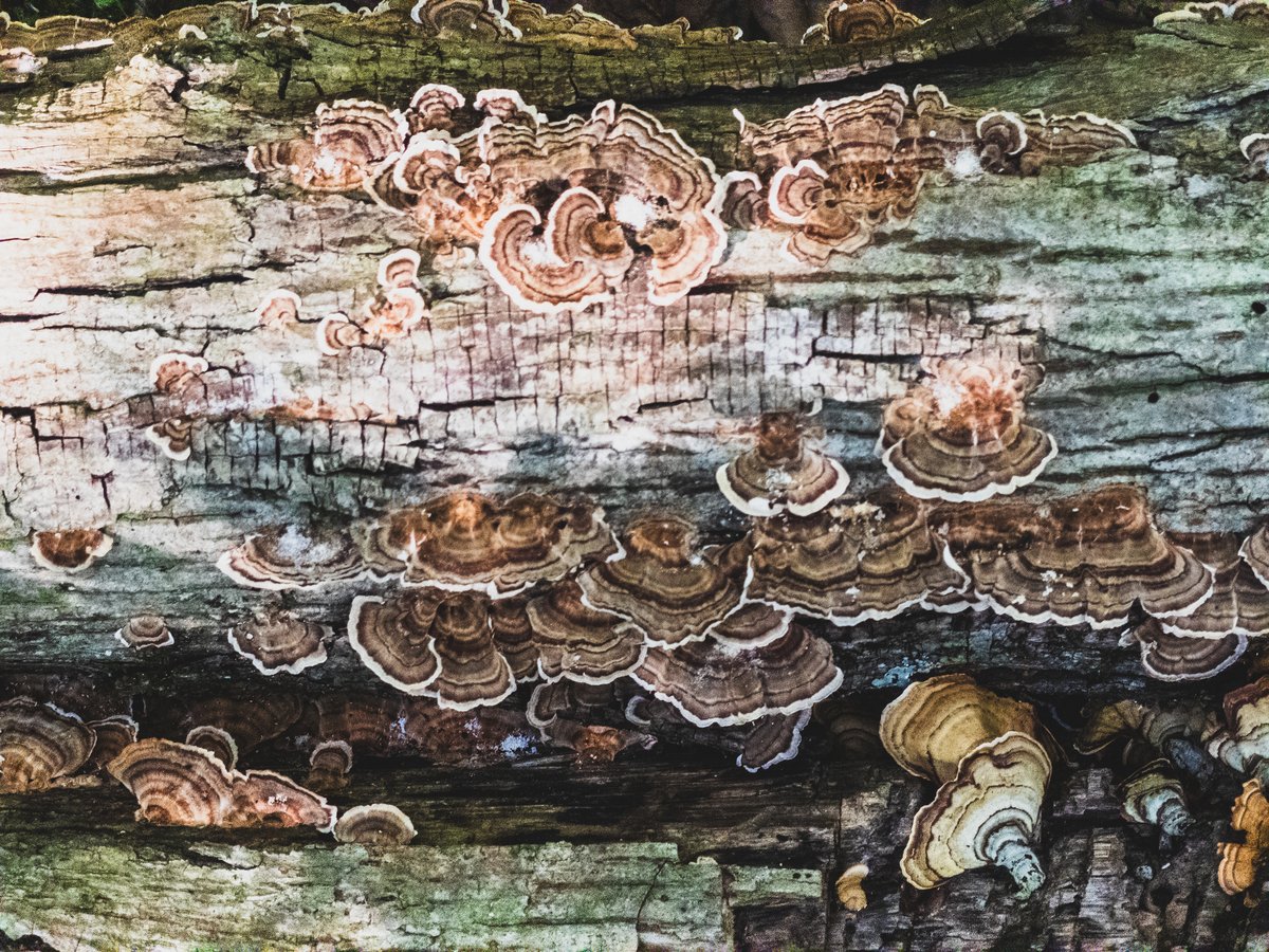 turkey tail mushrooms on a log