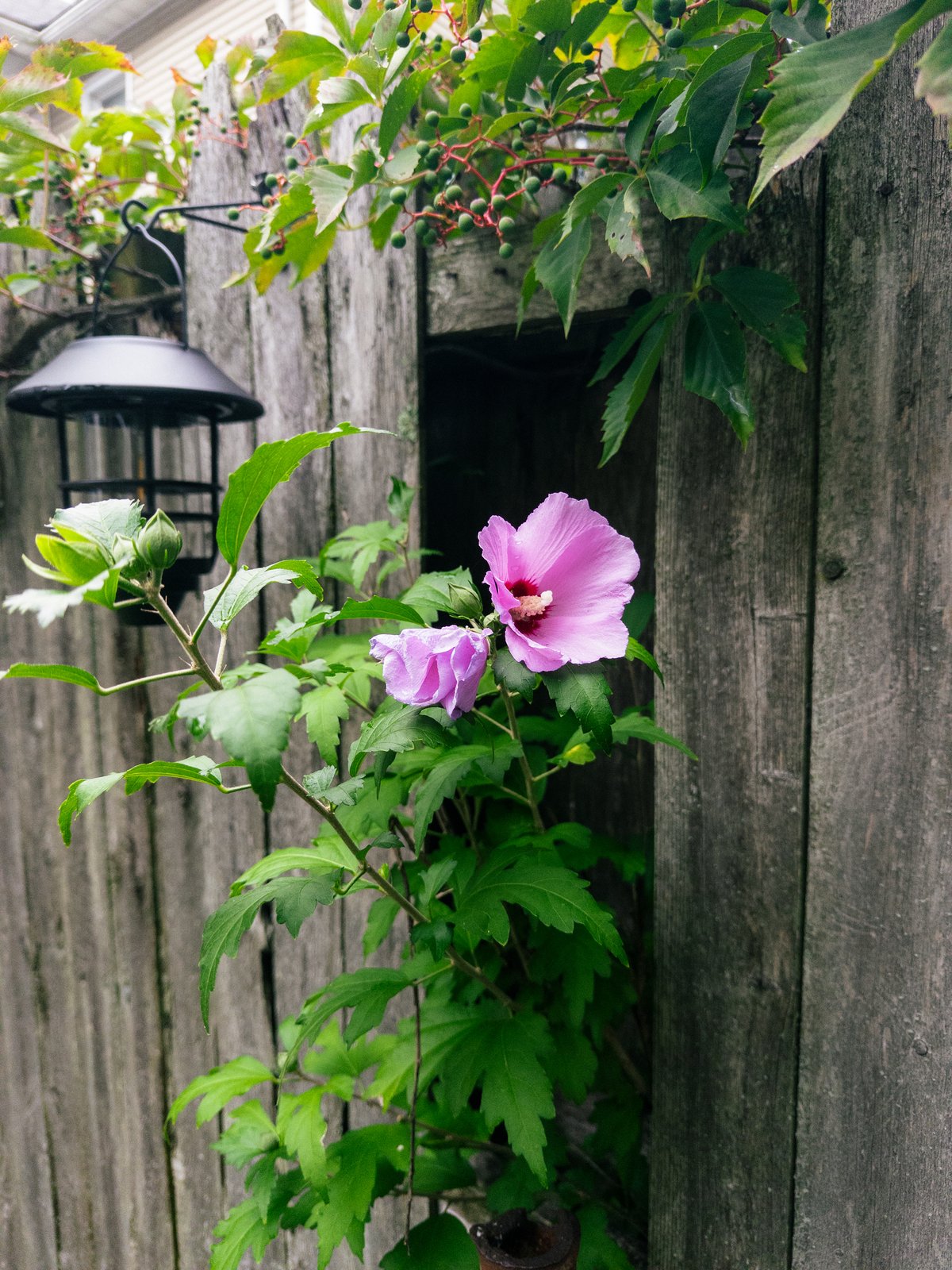 a flower emerging from a hole in a fence