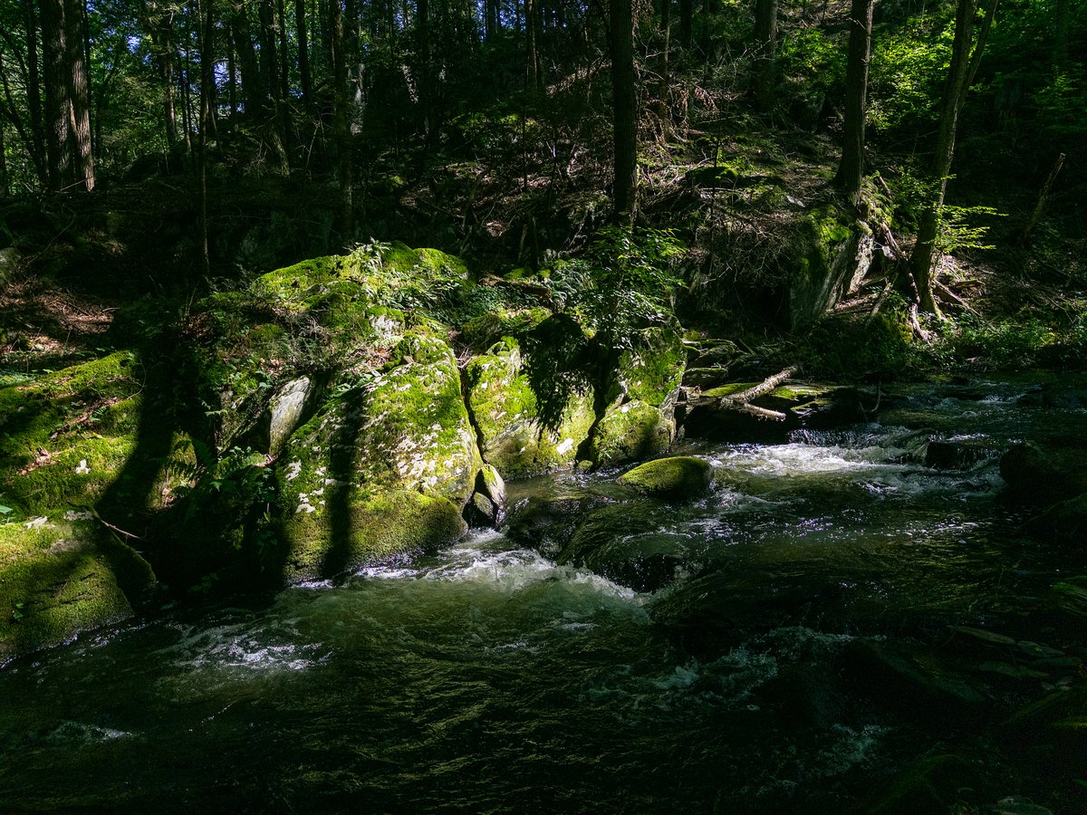 verdant moss above a stream