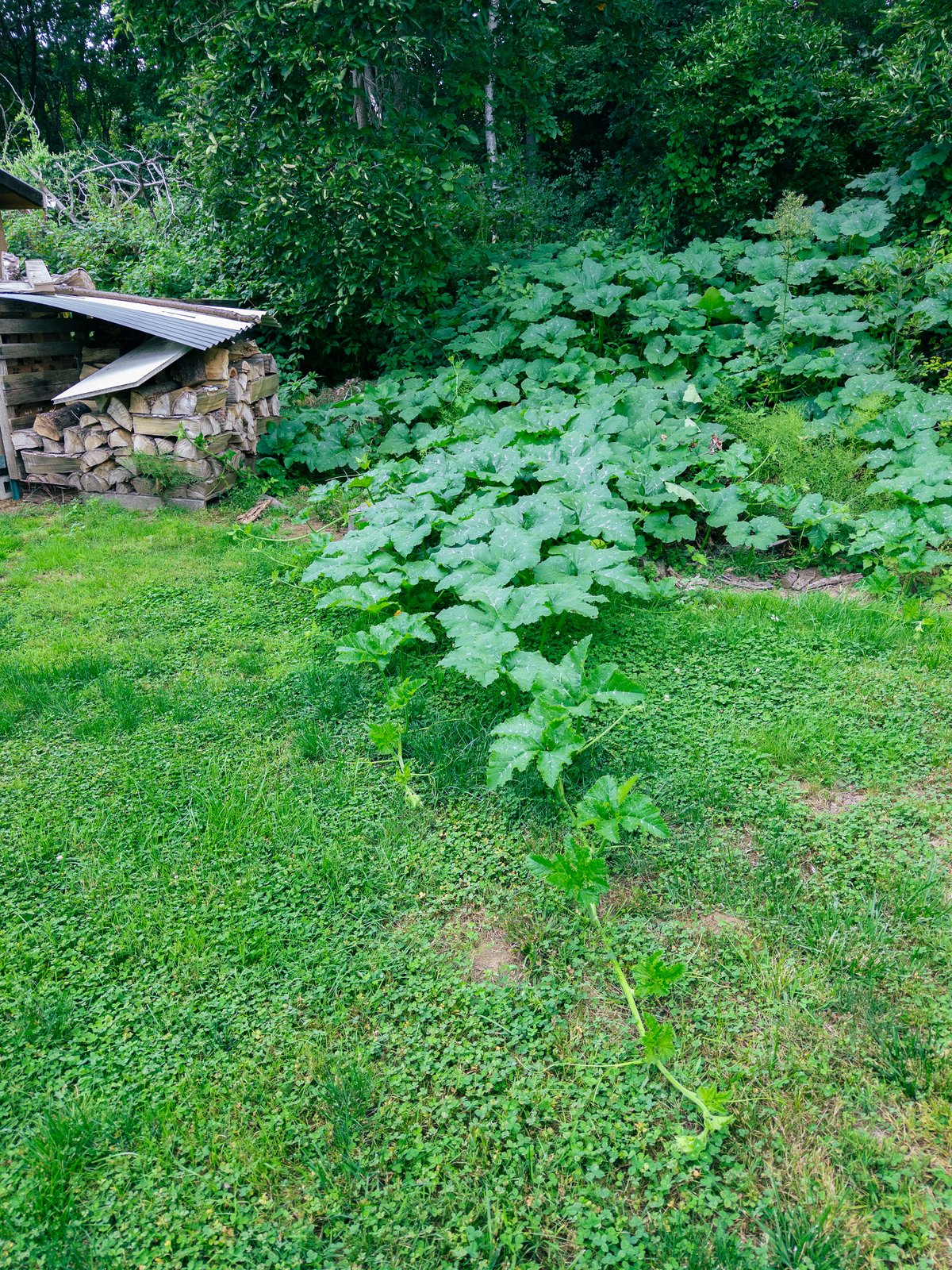 a squash plant creeping out over a lawn.