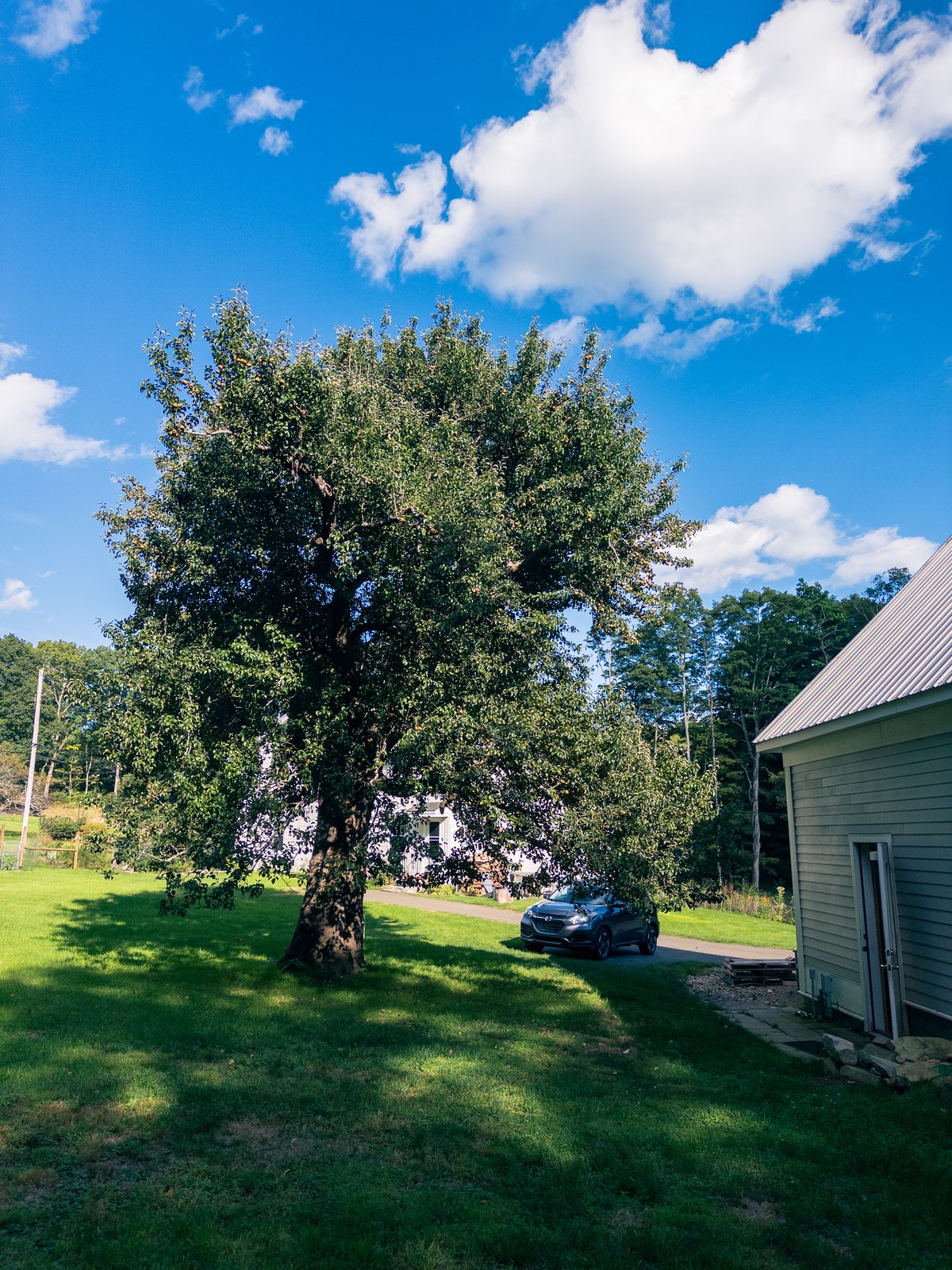 a pear tree above a green lawn under a blue sky with white puffy clouds.