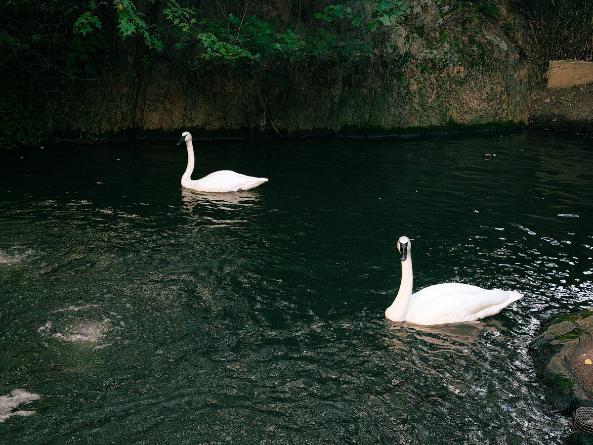 swans with black beaks