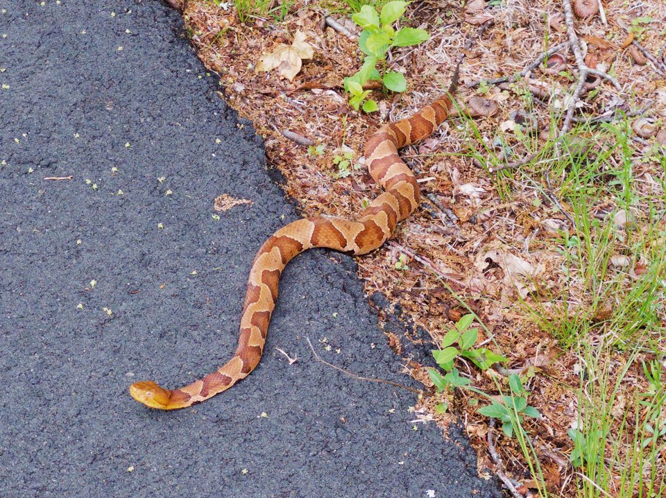 a copperhead snake slithering onto pavement