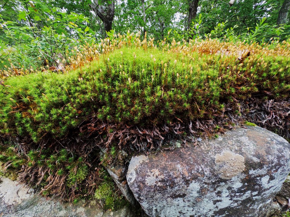 a fluffy bed of moss atop a lichen covered stone