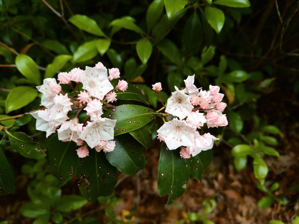 mountain laurel flowers in light pink