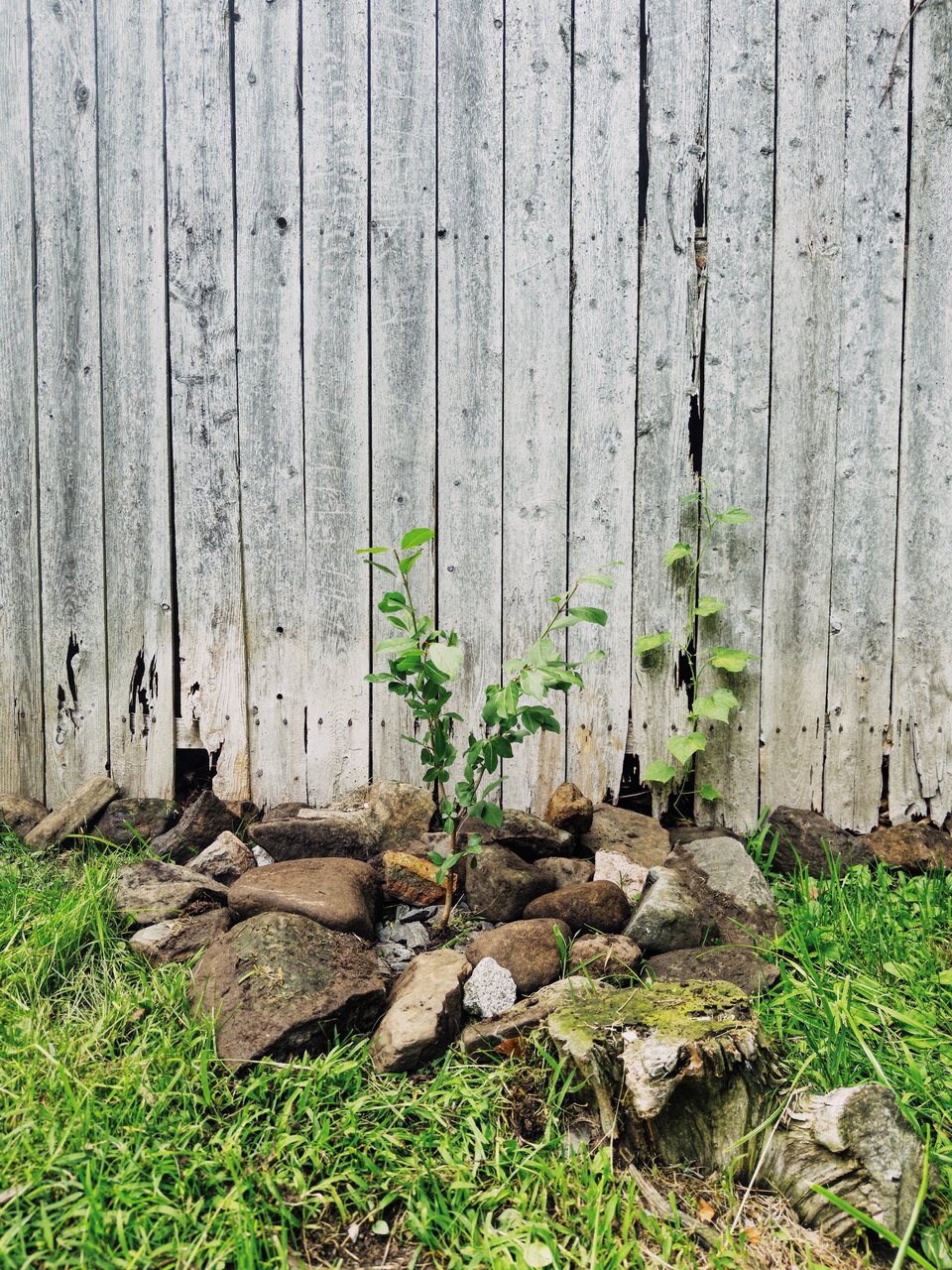 a small blackhaw viburnum shrub surrounded by rocks and grass next to a wooden fence