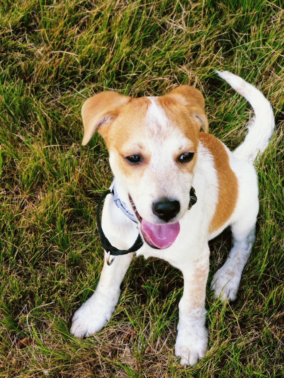 a small brown and gold puppy smiling with its tongue out