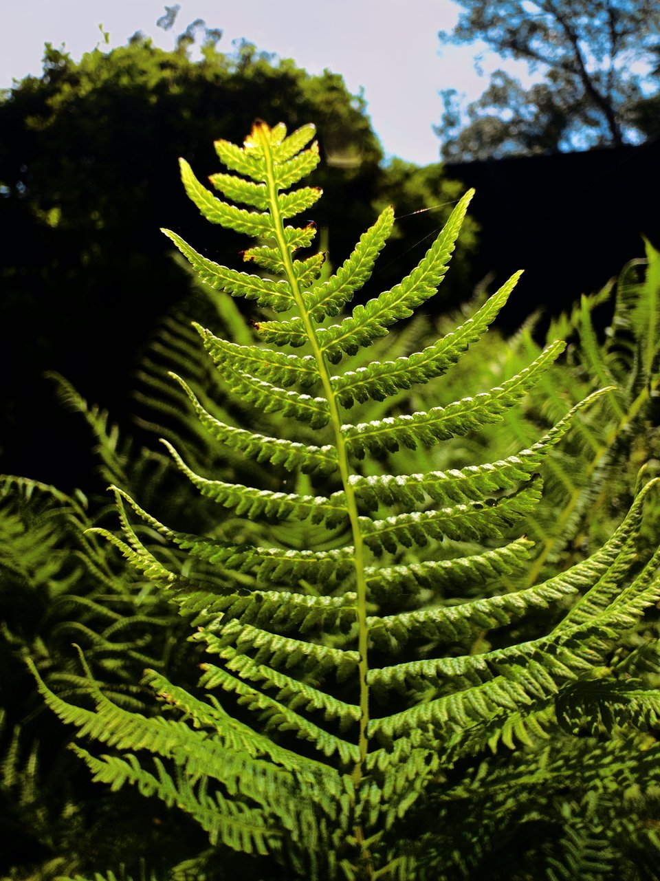 close up macro photo of a fern being lit from behind by sunlight, looking shiny and translucent