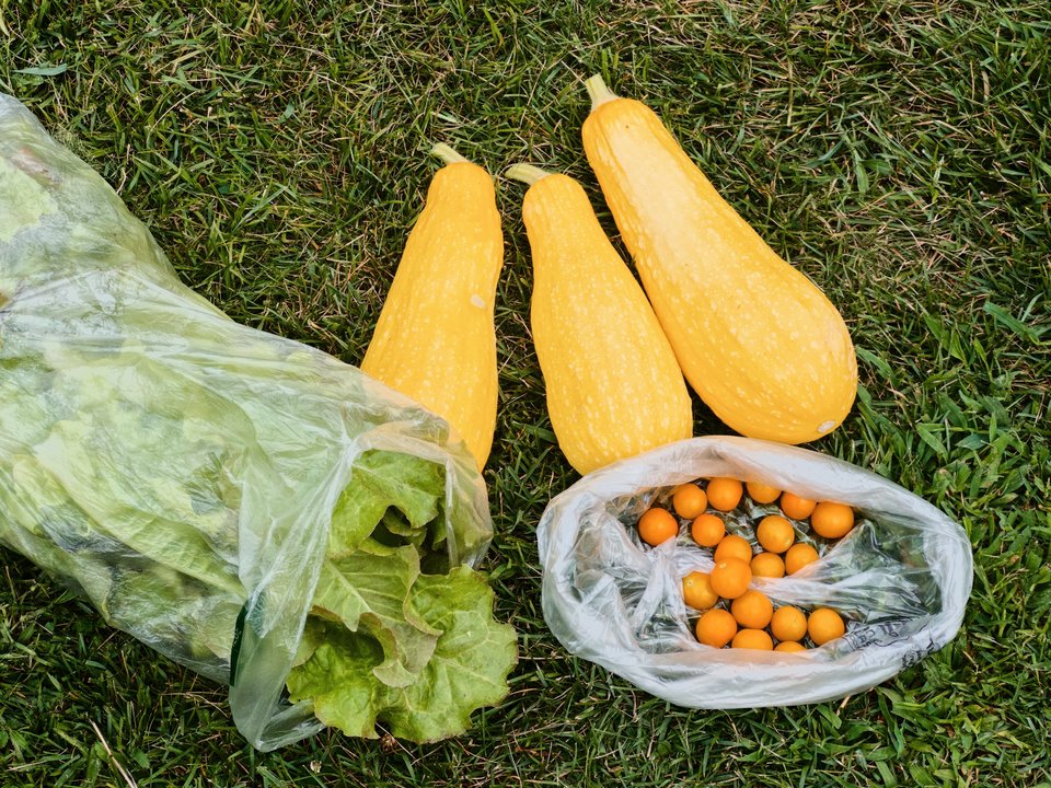 three squash, some orange cherry tomatoes, and a bag of lettuce