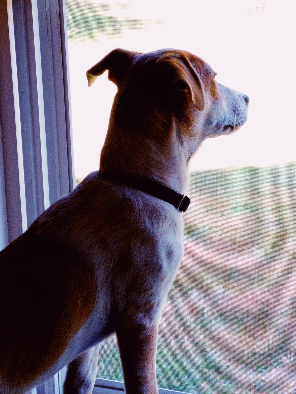 a dog looking out a window, partially silhouetted by shadow