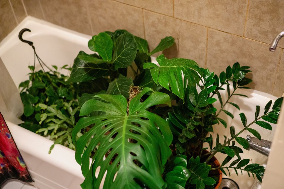 a bunch of house plants in a bathtub