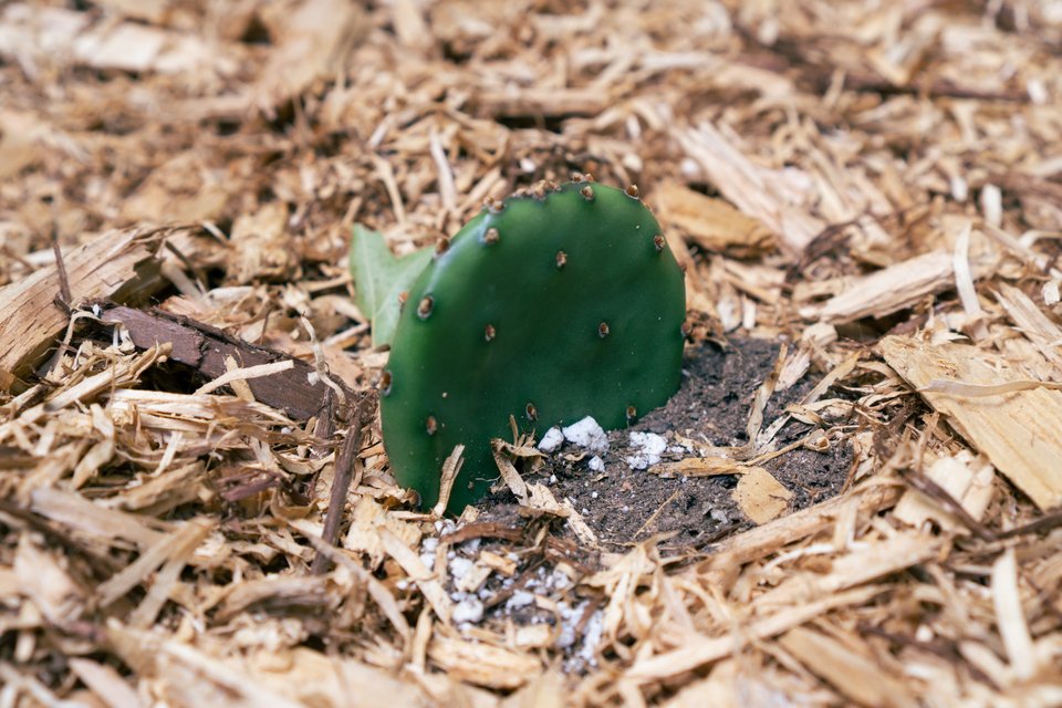 very close up view of the tiny cactus, which consists of a single pad halfway dug into the ground