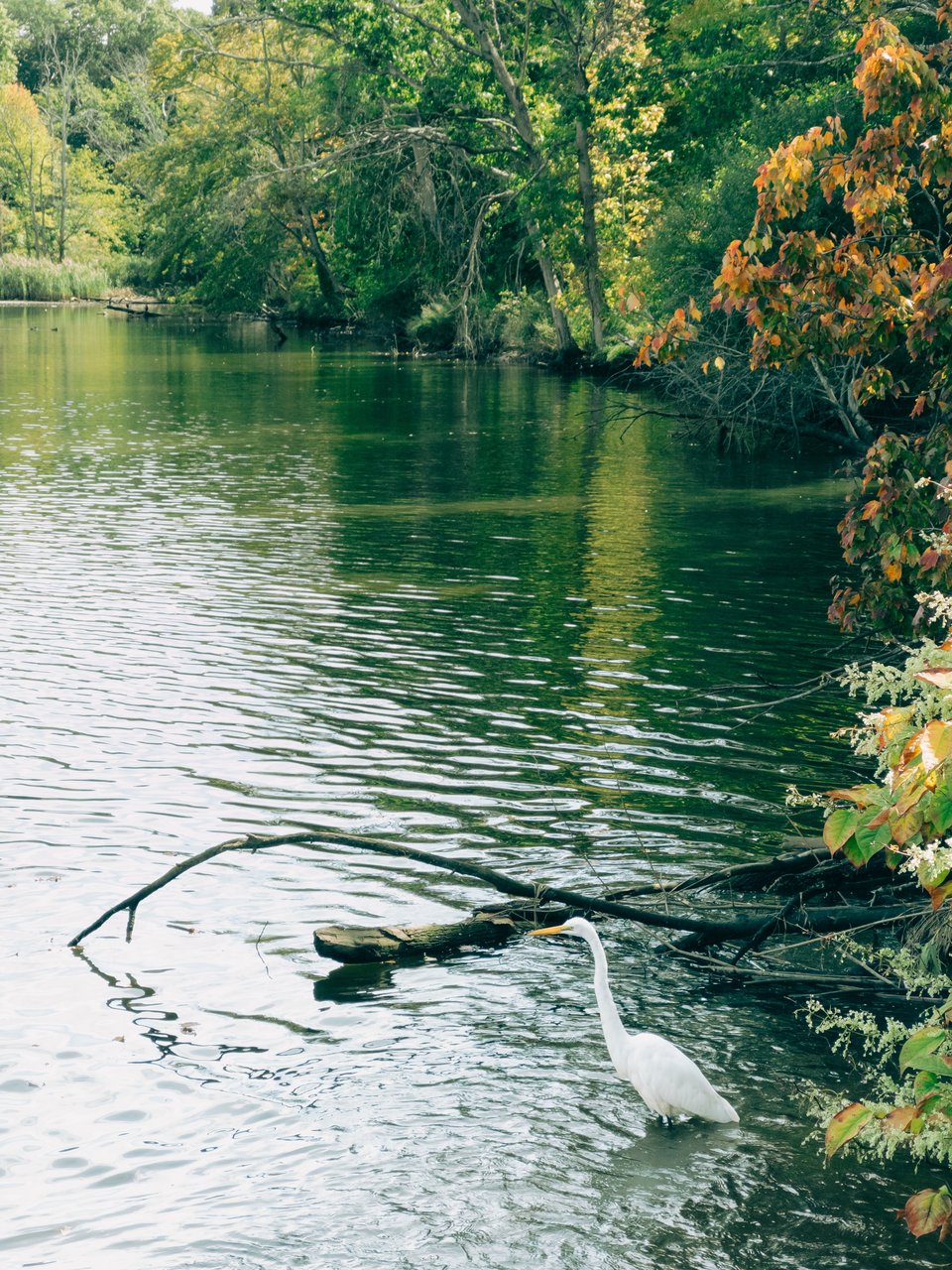 an egret at the edge of a pond