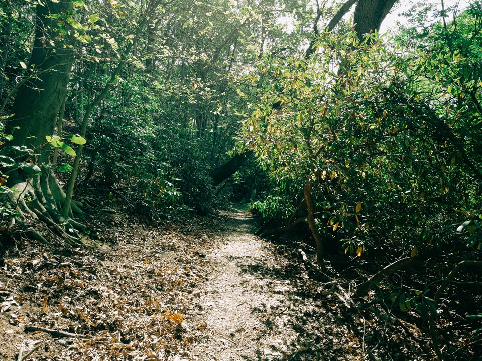 a path under some rhododendron trees