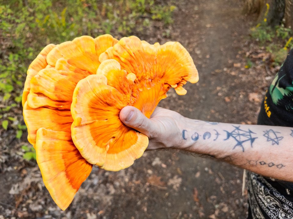 a hand with tattooed forearm holding a large chicken of the woods mushroom cluster