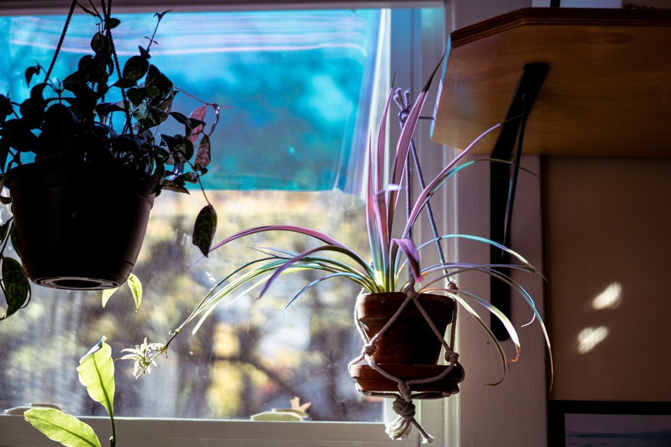 some hanging plants and dichroic film on the window