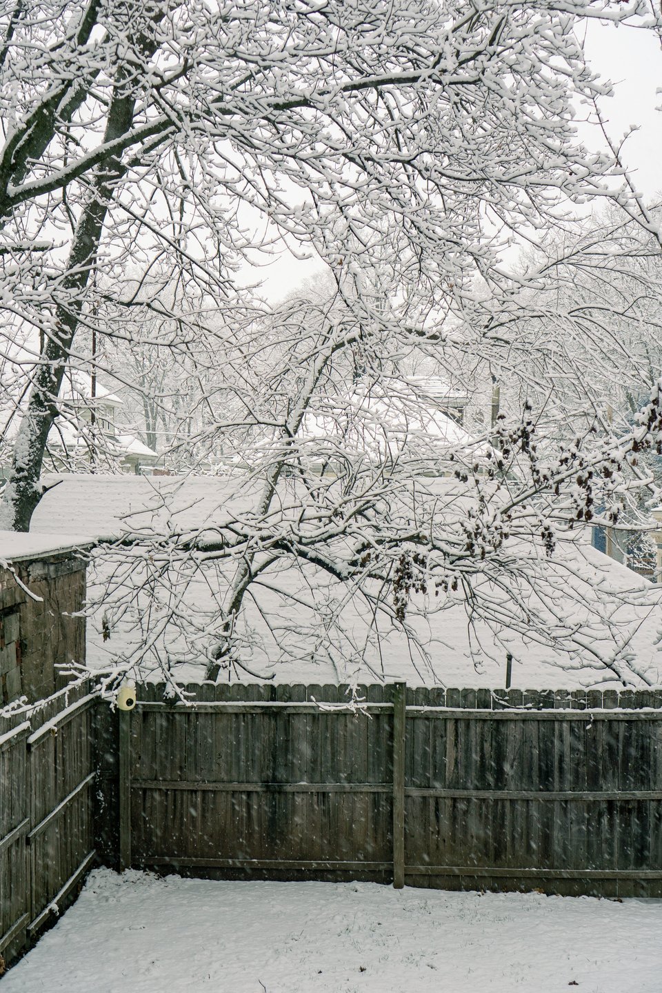 a snowy backyard with a snow covered tree and fence