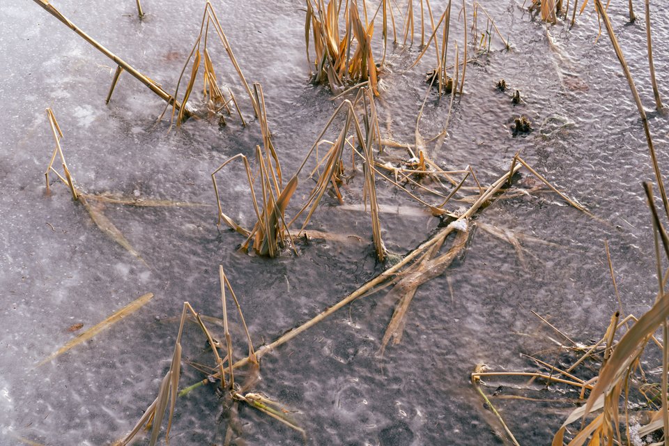 grasses protruding from a frozen pond surface