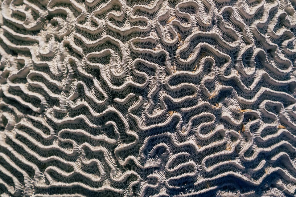 wavy line pattern of a brain coral skeleton