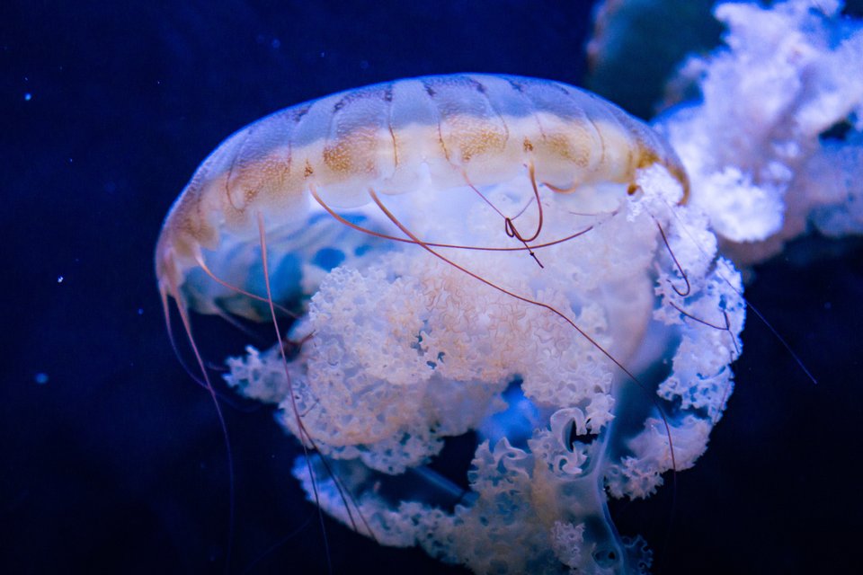 another jellyfish with lots of frilly detail