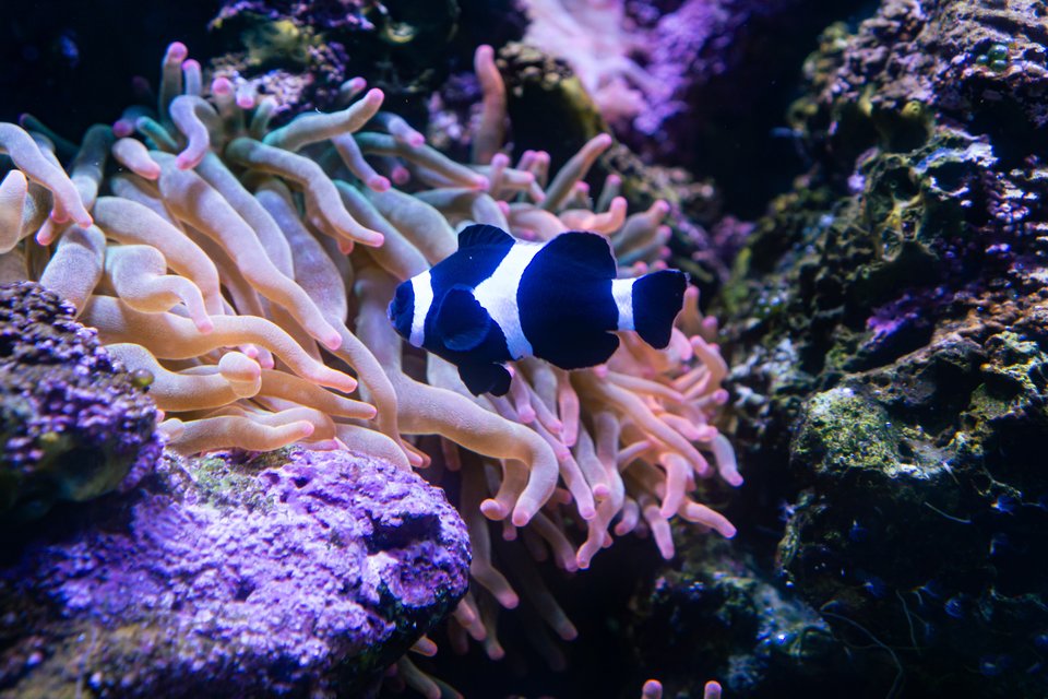 black clownfish in an anemone