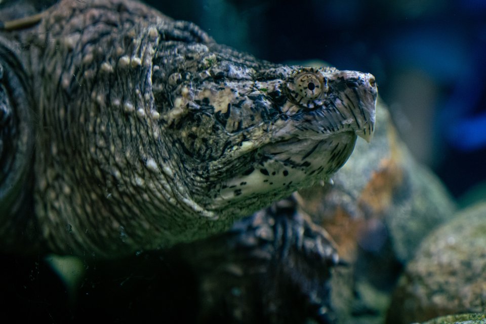 close up on a snapping turtle's spiny face