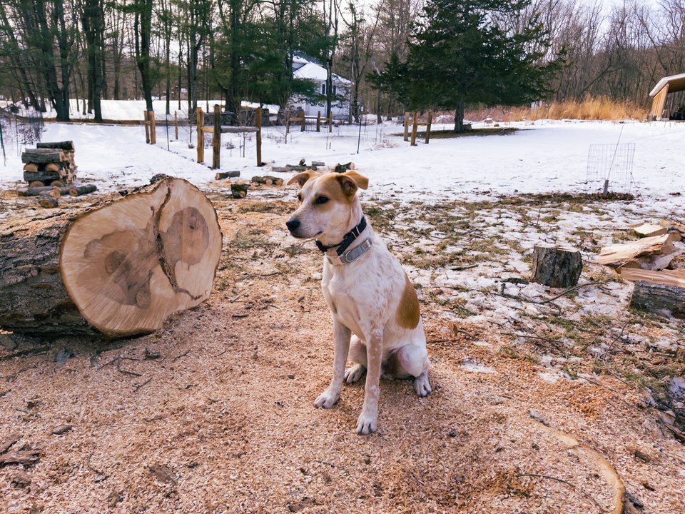 a dog sitting next to a big log looking slightly majestic