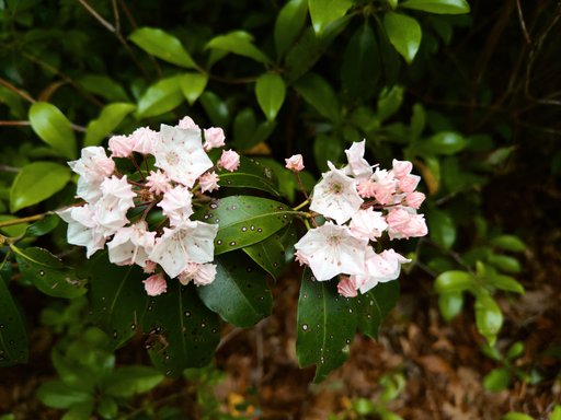 mountain laurel flowers in light pink