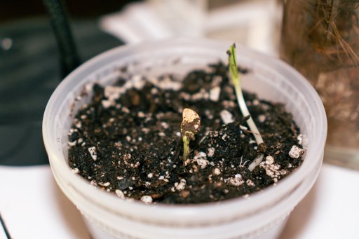 two small seedlings in soil