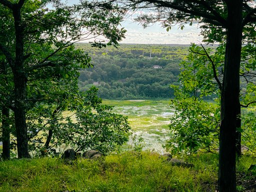 very green landscape of trees and a marsh