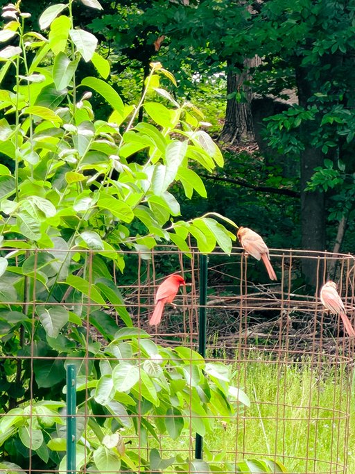 one male and two female cardinals on a fence